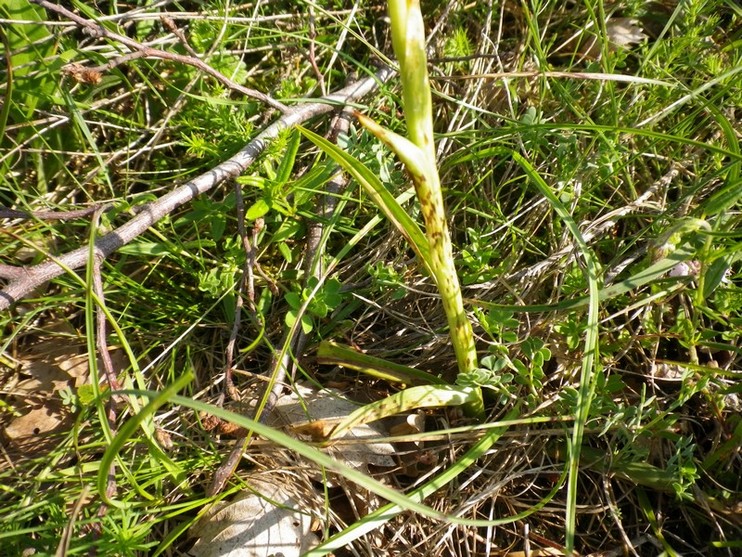 Anacamptis pyramidalis e farfalle